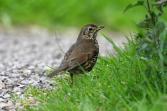 Song Thrush, Wimbleball Lake by Alastair Stevenson.
