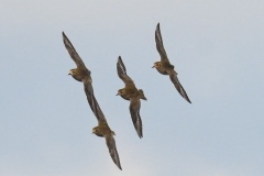 Golden Plovers in flight at Porlock Marsh. Alastair Stevenson 2022