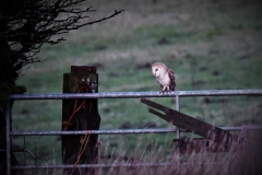 barn owl taken by Alastair Stevenson January 2022