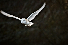 barn owl taken by Alastair Stevenson January 2022