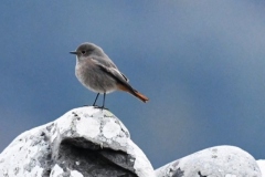 Black Redstart at Porlock Marsh. Alastair Stevenson 2022