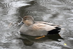 Gadwall, Dunster Hawn 8 January 2023 by Alastair Stevenson