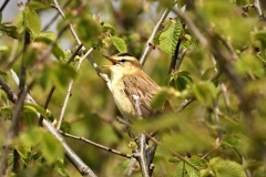 Sedge Warbler taken by Alastair Stevenson May 2021