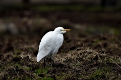 Cattle Egret at Bossington by Alastair Stevenson