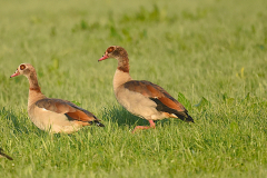 Egyptian Geese Minehead Marshes. Photo by A. Stevenson