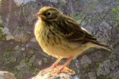 Martina Slater: Meadow Pipit at Hurlestone Point