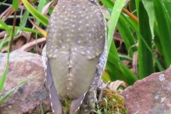 Martina Slater: Juvenile green woodpecker