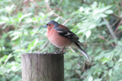 Chaffinch at Withypool by Amber Foley.