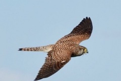 Female Kestrel: Ian Hart