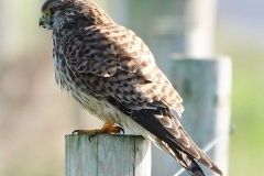 Female Kestrel: Ian Hart