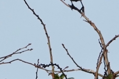 A couple of Fieldfares spotted by lan Hart on the footpath on Dunster Beach