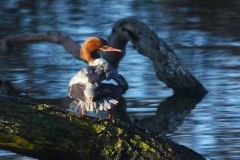 Goosander-Dunster-Hawn