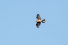 Sparrowhawk in flight. Photo David Land ID A.Stevenson