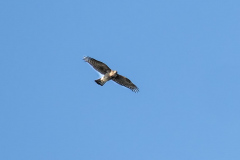 Sparrow Hawk in flight.  Photo David Land, ID by A.Stevenson