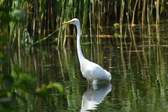 Great White Egret Dunster. Photo my A Stevenson