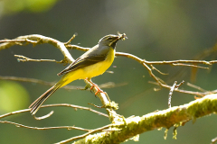 Grey Wagtail Horner.  Photo by A. Stevenson