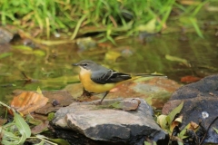 Grey Wagtail  at Lynmouth: Ian Hart