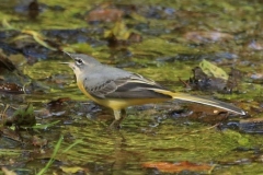 Grey Wagtail at Lynmouth: Ian Hart