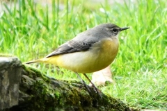 Grey Wagtail from Ian Hart
