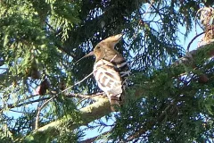 Hoopoe Bird seen in a garden in Wootton Courtenay, by J Macbeth