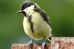 Ian Hart: Great-Tit