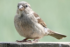 Ian Hart: House-Sparrow-female