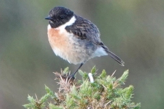 Ian Hart: Stone Chat male