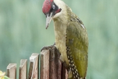 Ian Hart: Green Woodpecker on fence