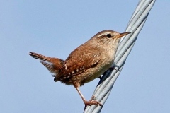 Wren taken in Dunster Park: Ian Hart