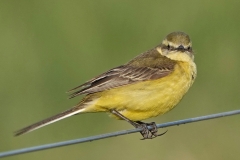 Ian Hart: Yellow Wagtail female