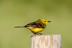 Ian Hart:  Yellow Wagtail male