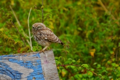 Little-Owl on Exmoor: Photo by Alastair Stevenson.