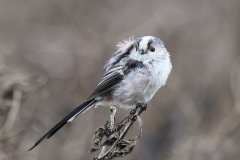 Long tailed Tit: Ian Hart