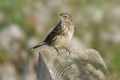 Meadow Pipit: Ian Hart