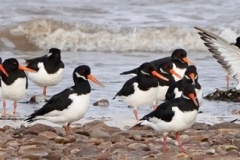 Oyster Catchers@lan Hart. Dunster Beach Nov 2020