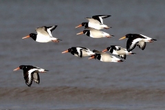 Oyster Catchers , Dunster-Beach: John Rivoire
