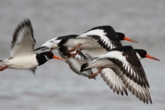 Oyster Catchers in flight@lan Hart Nov 2020 on Dunster Beach