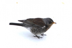 Fieldfare, Ian Hart's garden, Bishops Lydeard