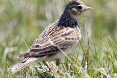 Skylark, North Hill: Ian Hart