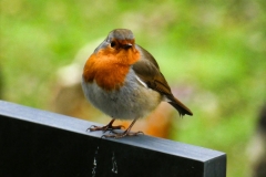 Beautiful Robin keeping warm: Photo by Brian Ellis
