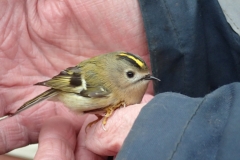 Stunned Male Goldcrest in Martina and David's garden after hitting a window.  He did recover!