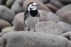 Pied Wagtail@lan Hart, Dunster Beach Nov 2020