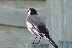 Pied Wagtail@lan Hart, Dunster Beach Nov 2020