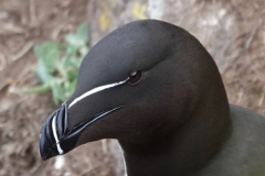 Razorbill: This photo was not taken on Exmoor, but is an example of what they look like.  About 450 breeding pairs N.Devon cliffs. Passage and winter visitor off-shore.  By Ian Hart