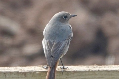 Female Black Redstart taken by Ian Hart in his garden in Bishops Lydeard