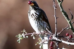Redwing:  John Rivoire