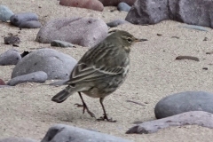 Rock-Pipit Dunster Beach: lan Hart