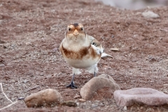 Snow Bunting from Ian Hart