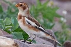 Snow Bunting from Ian Hart