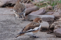 Snow Bunting from Ian Hart